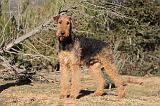 AIREDALE TERRIER 247